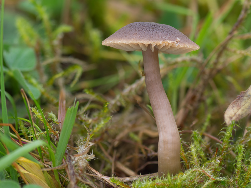 Hygrocybe nitrata